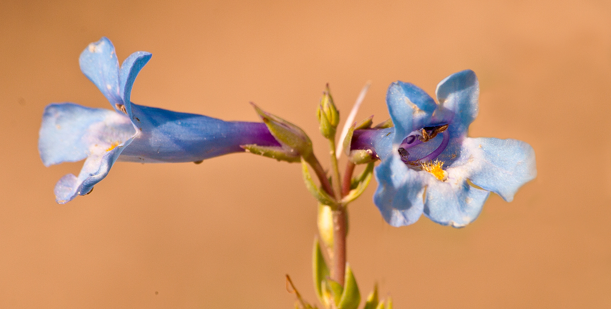 Slender Penstemon