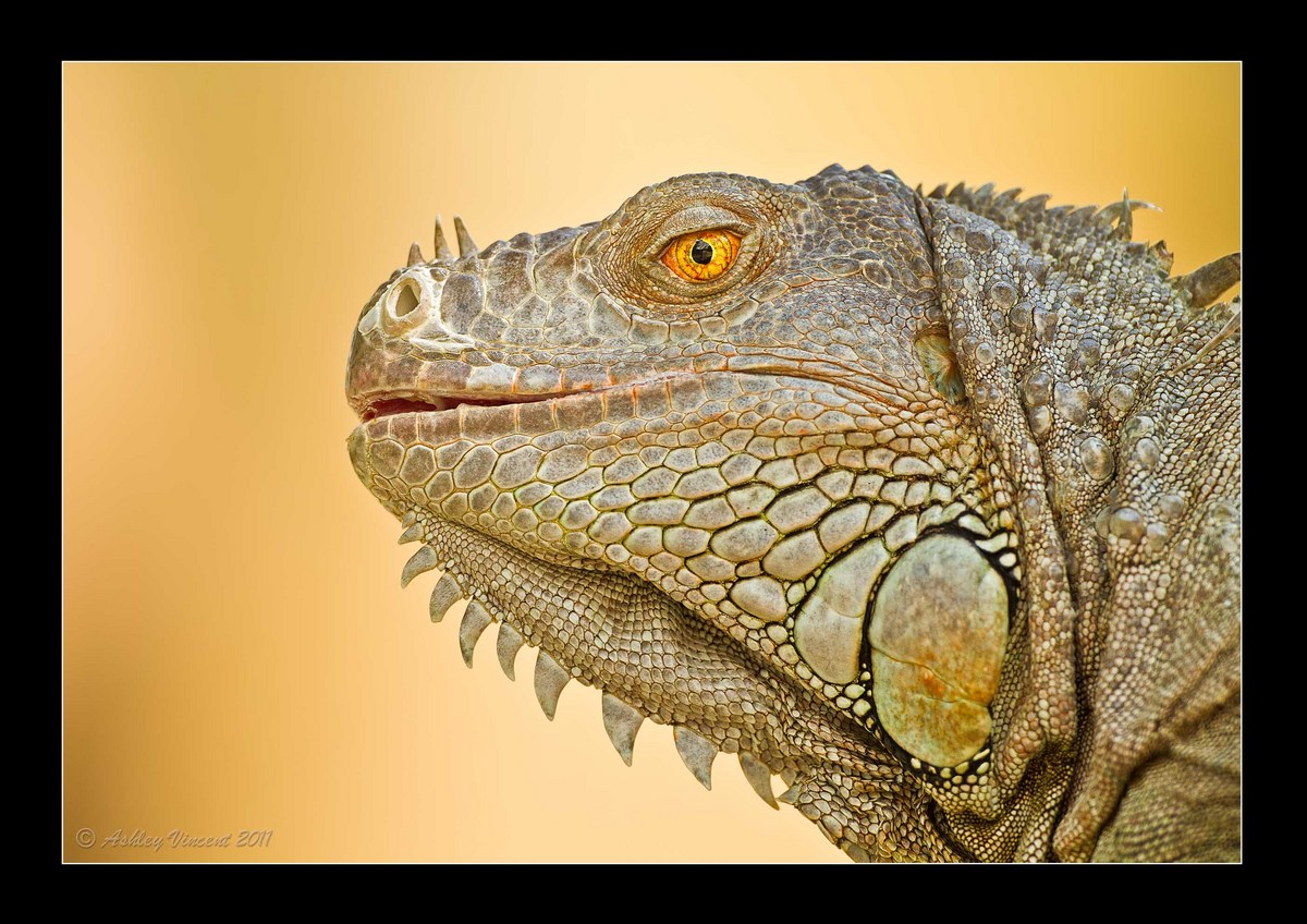 Lizard Series – Part IV