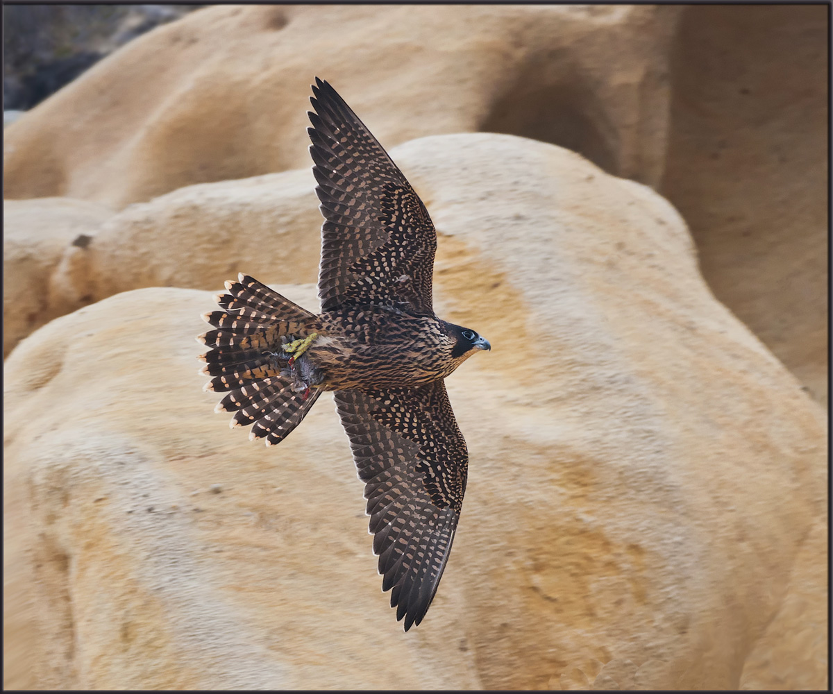 Peregrine + Prey
