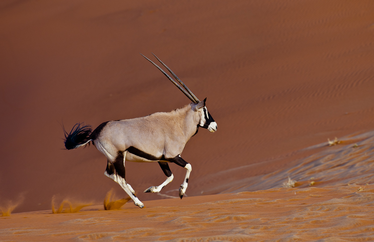 Oryx running