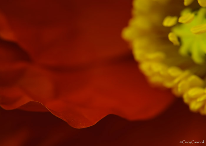 red poppy