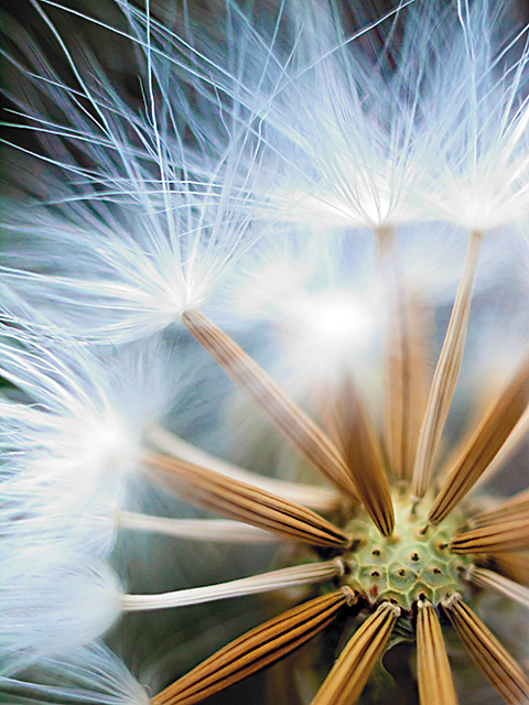 Pin Cushion