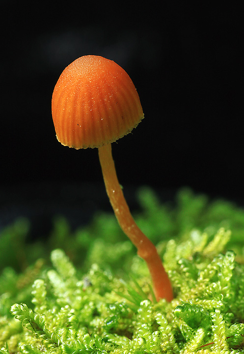 Forest mushroom