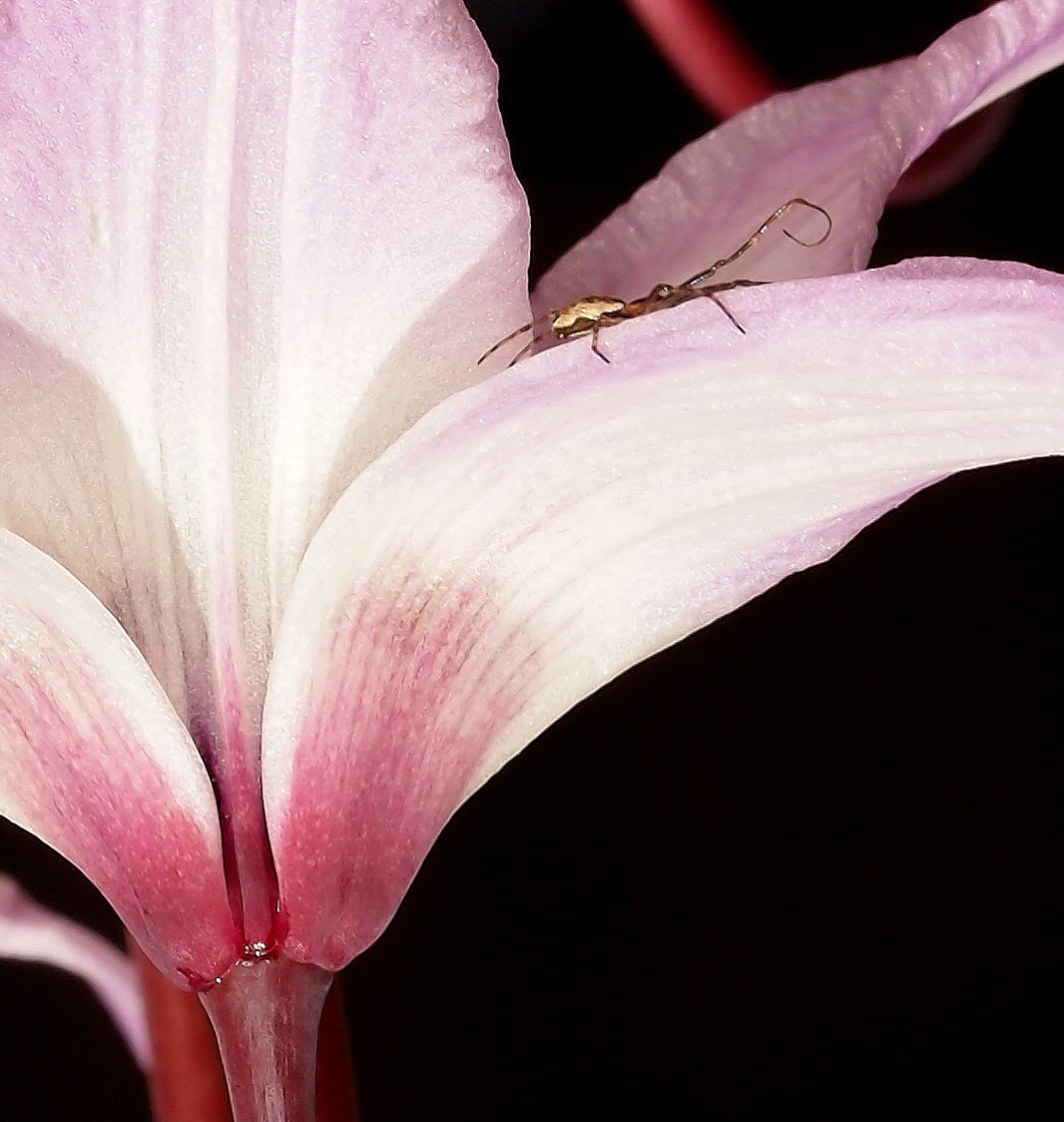 Fawn Lily w/ unknown bug