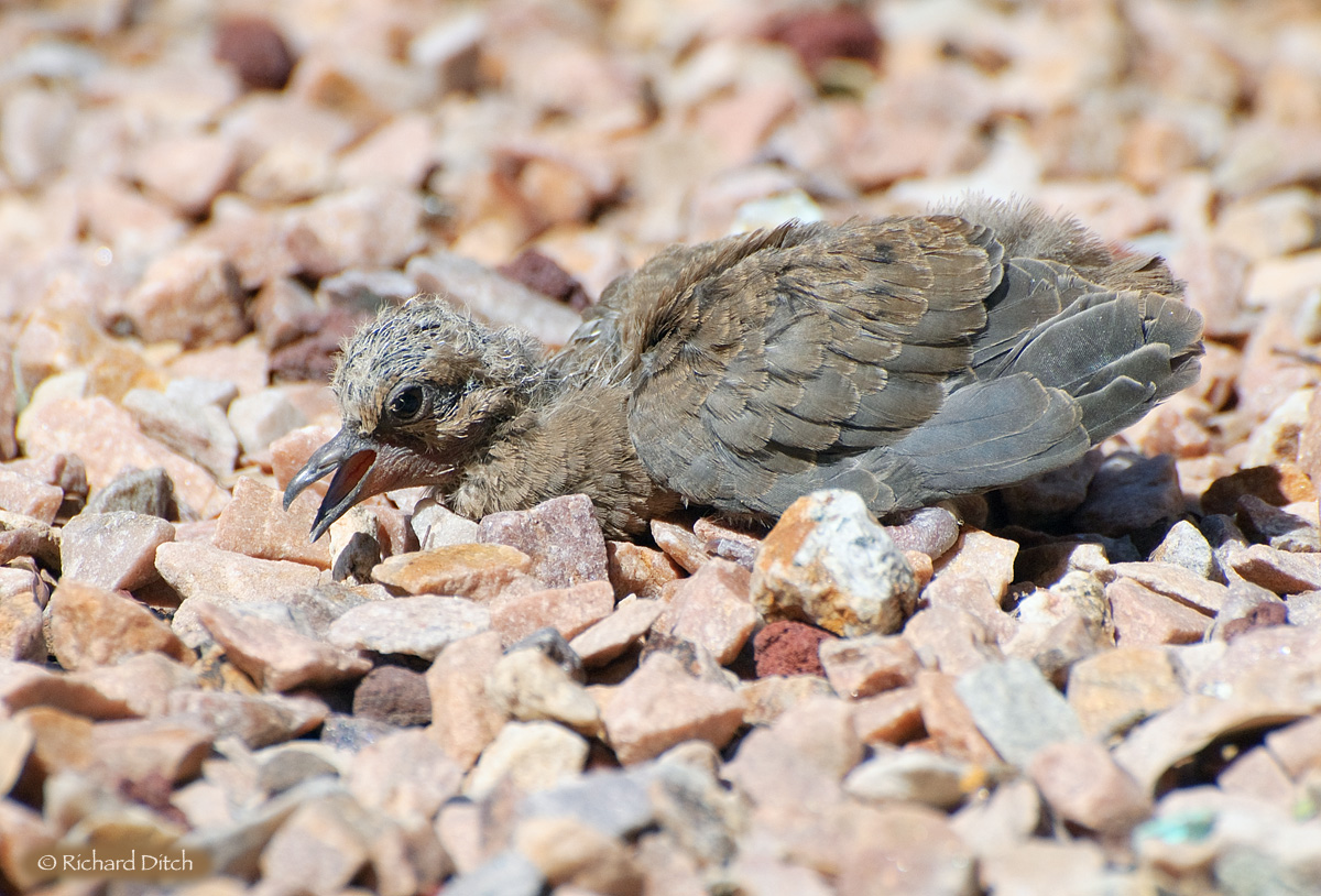 Mourning Dove juvenile