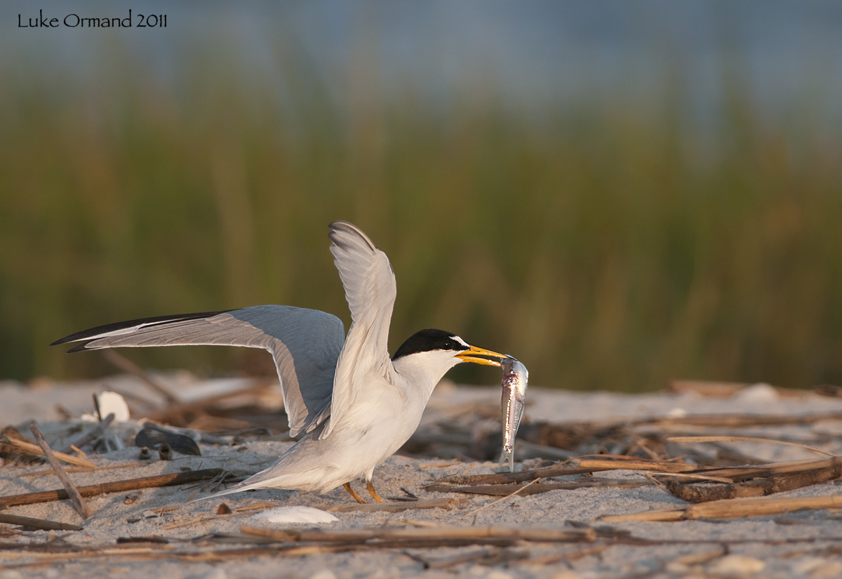 Least Tern