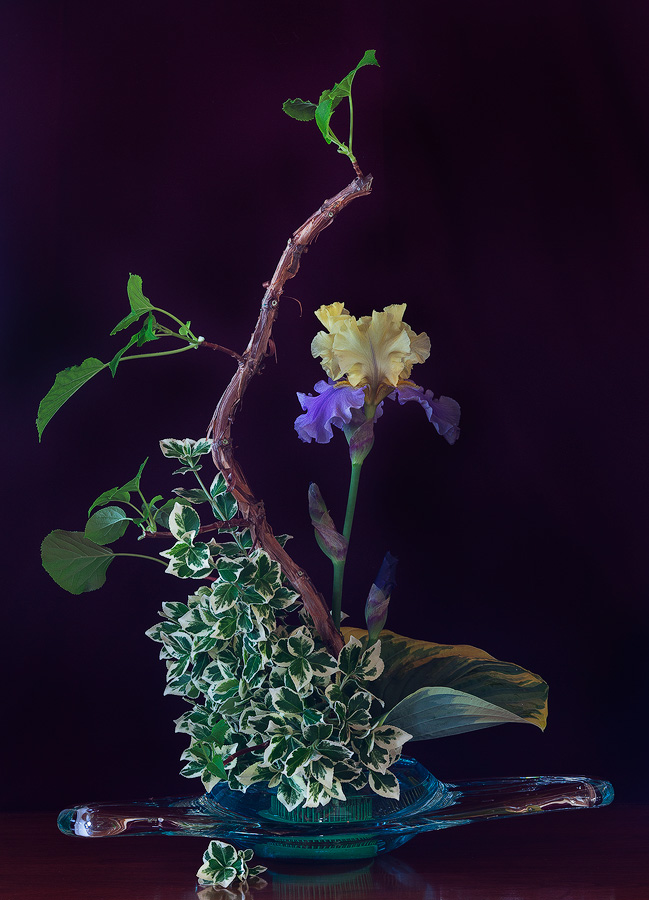 Blue Iris in Vase