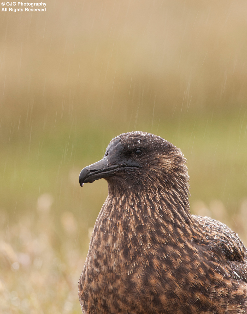 Great Skua