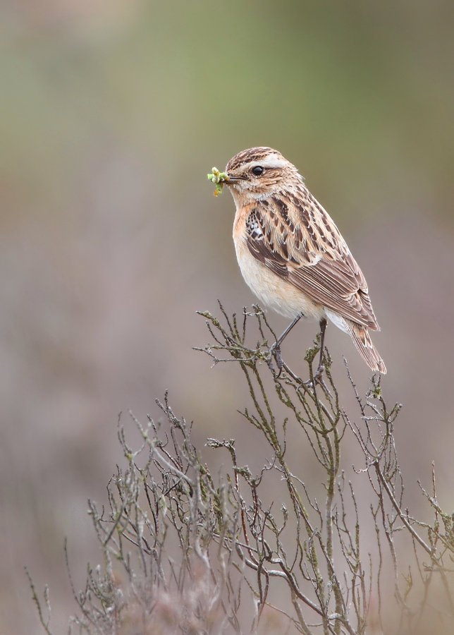 Whinchat