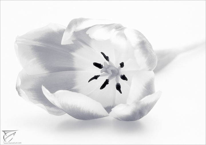Purity