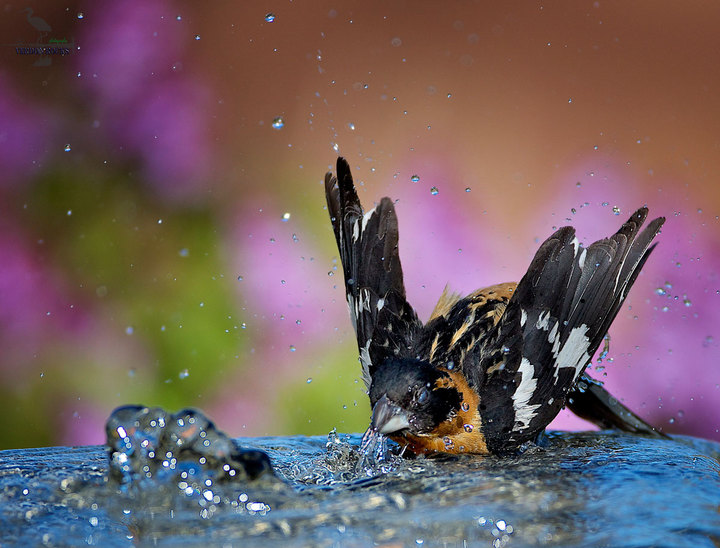 Early Morning Bath