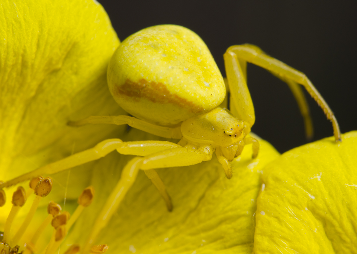 Alaska's Macro Wildlife