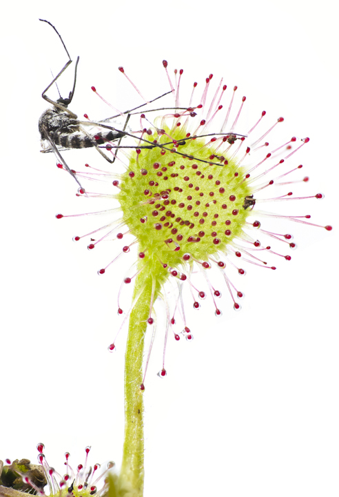 Sundew Dinner