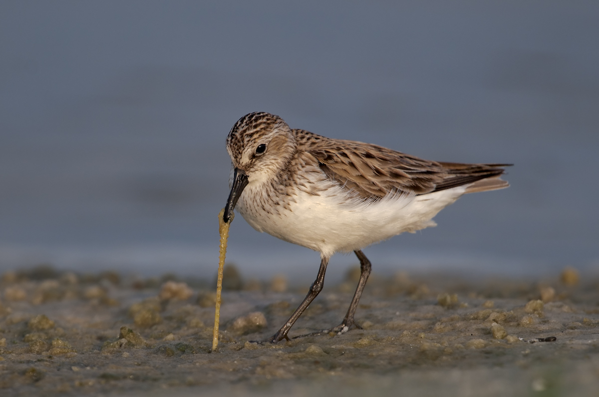 Semipalmated Sandpiper