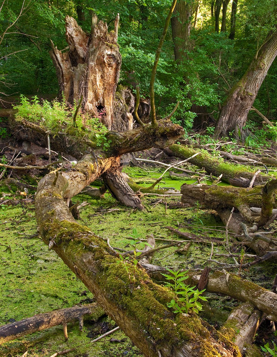 Overgrown