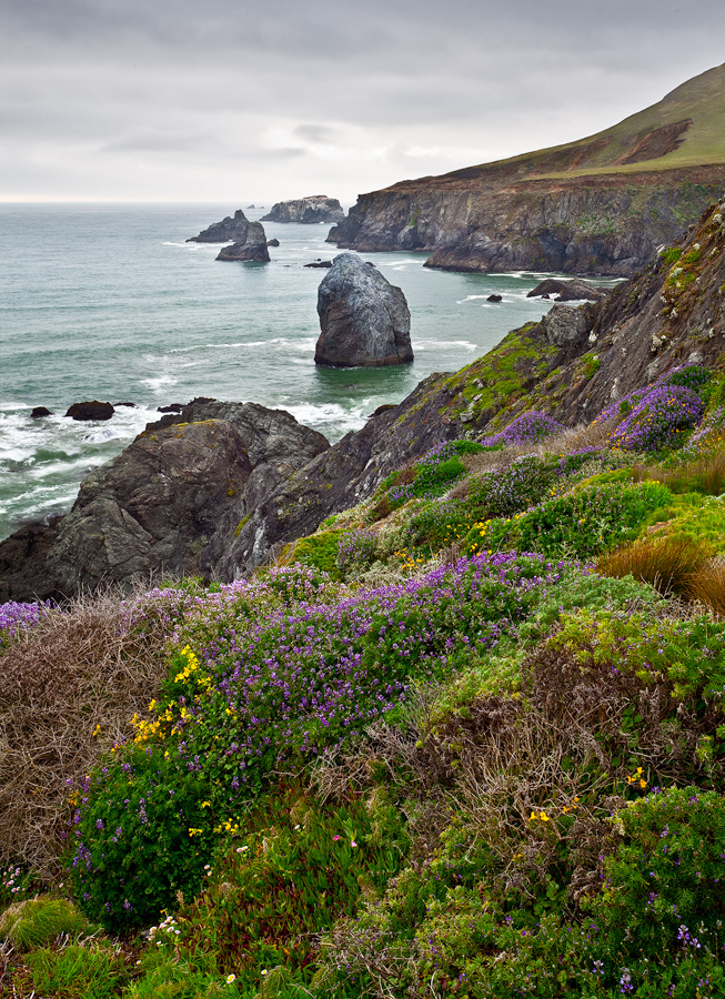 Sonoma Coast Spring