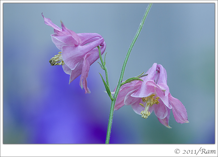 Columbines