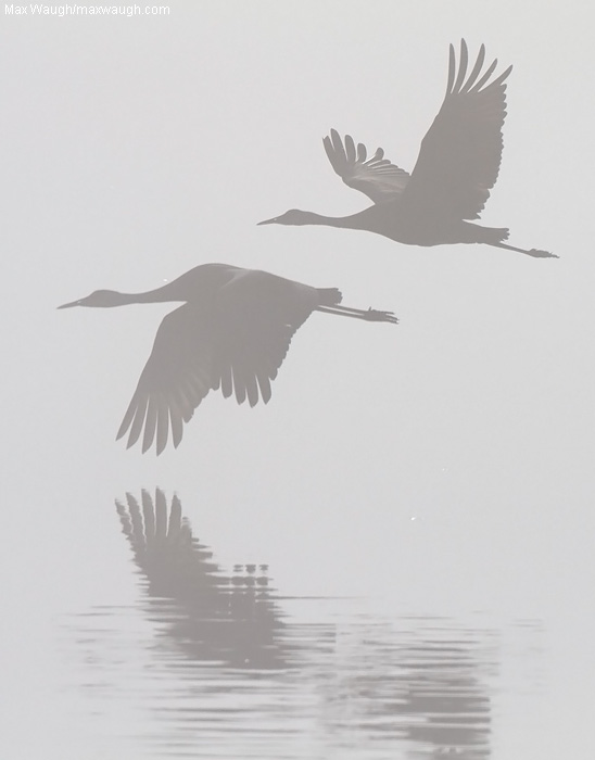 Into the Mist