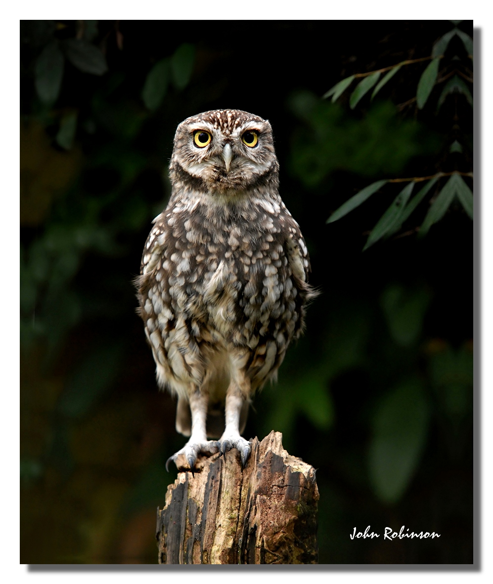 Stretchy Little owl
