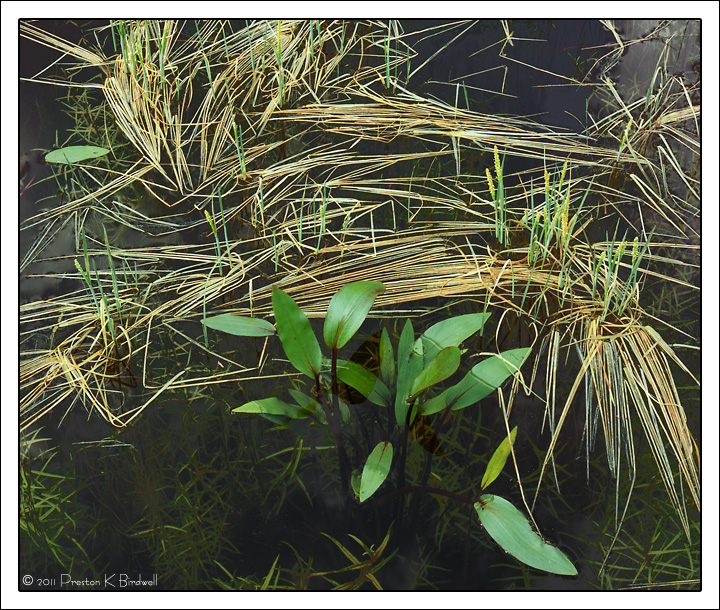 Emergence