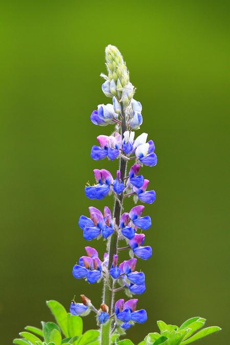Alpine Beauty