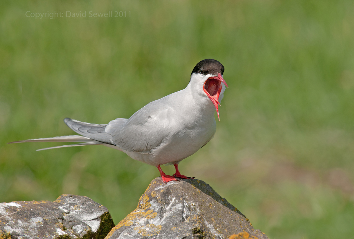 Deep throat