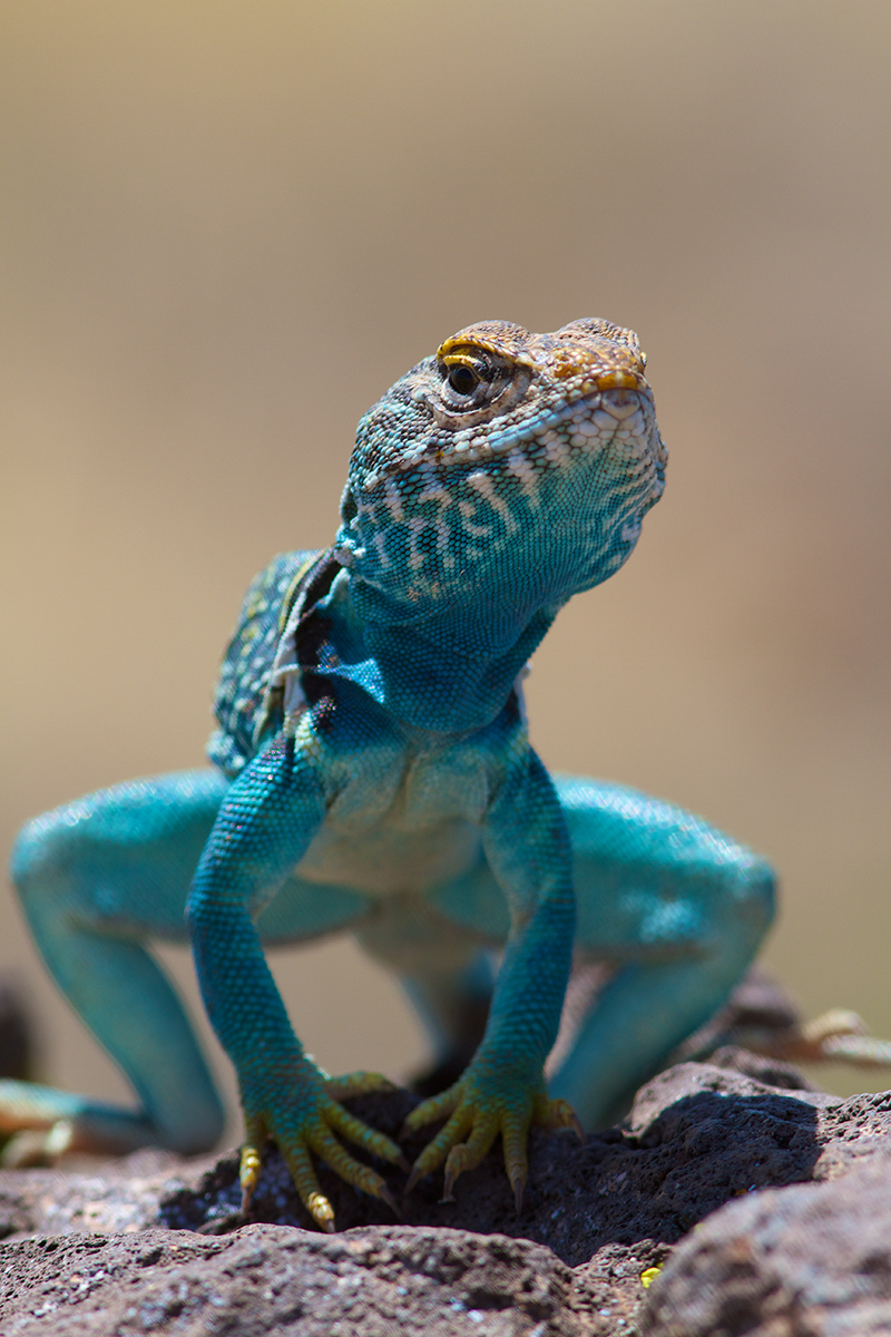 Eastern Collared Lizard