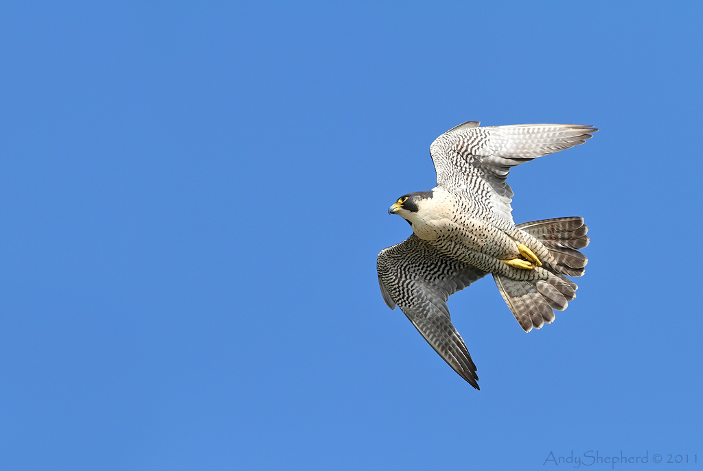 Peregrine