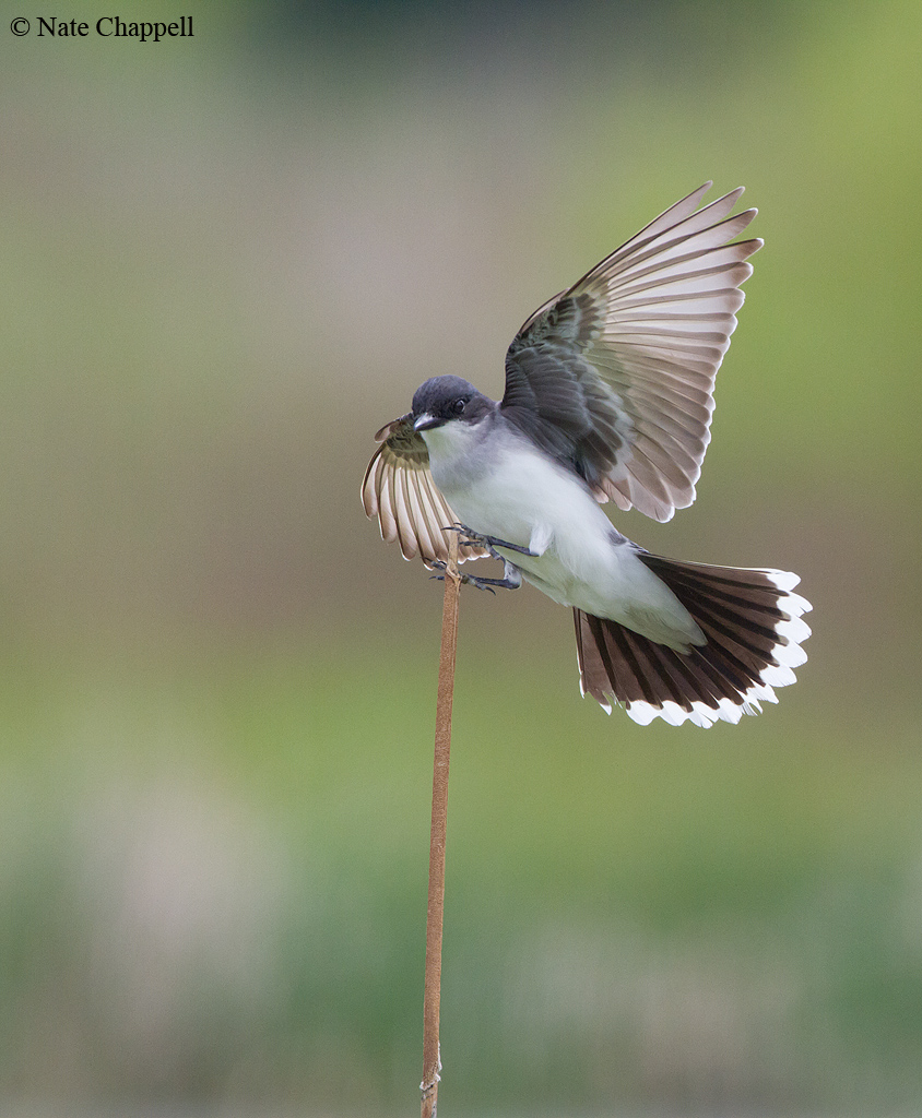Eastern Kingbird Landing