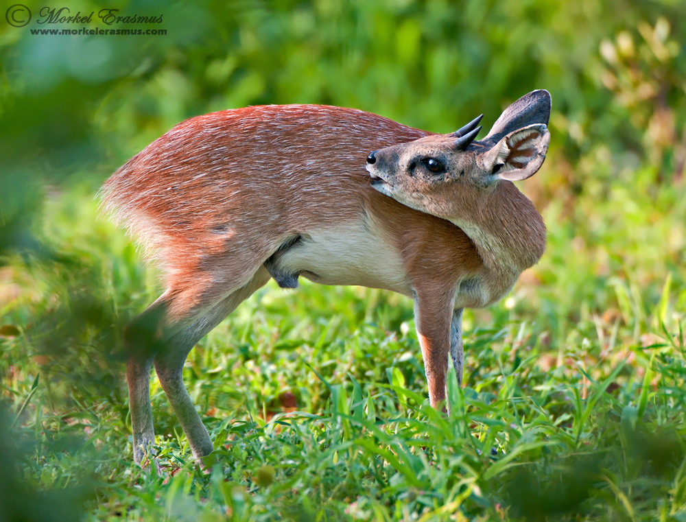 Sharpe's Grysbok
