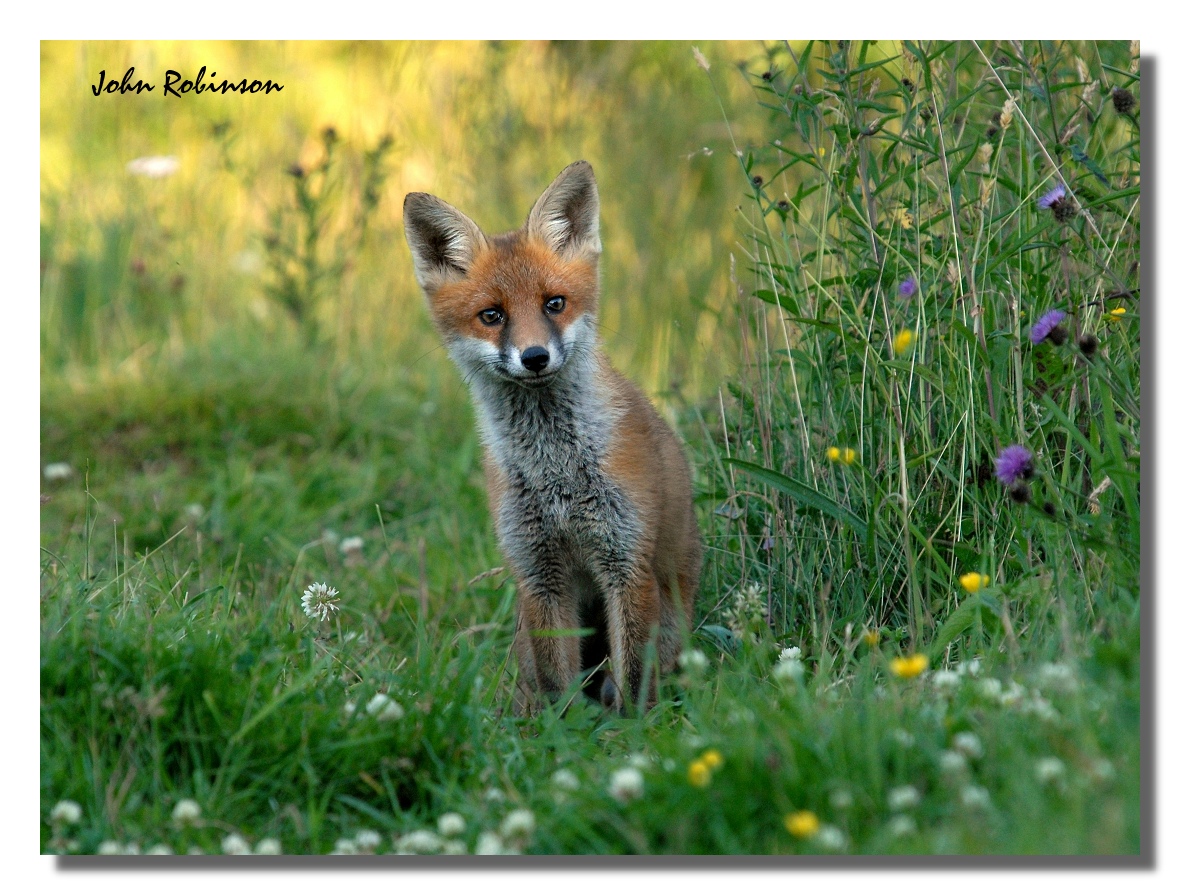 Red Fox ( Cub) +repost