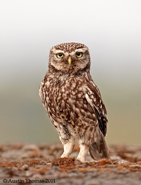 Little Owl portrait
