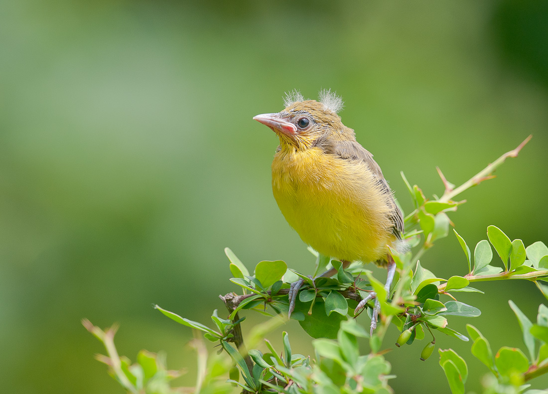 Orchard Oriole Chick