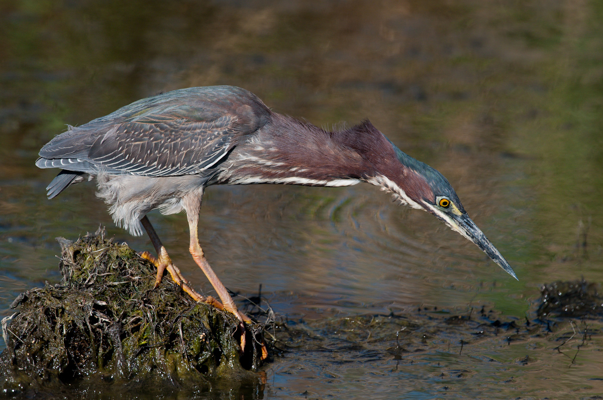 Green Heron