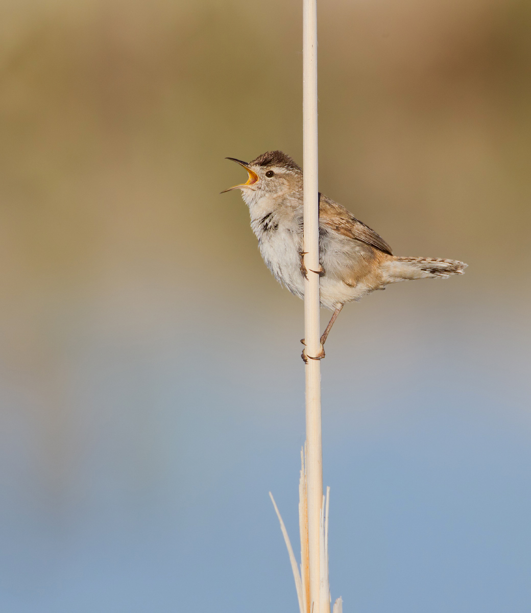 Marsh wren