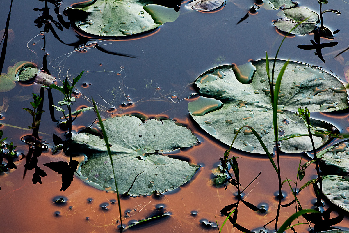 Lily Pad Sunset
