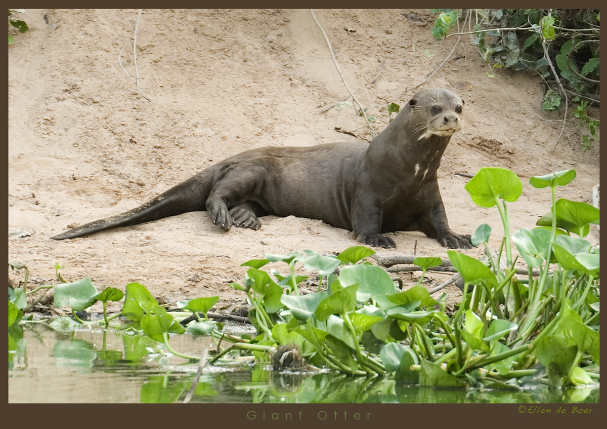 Giant Otter