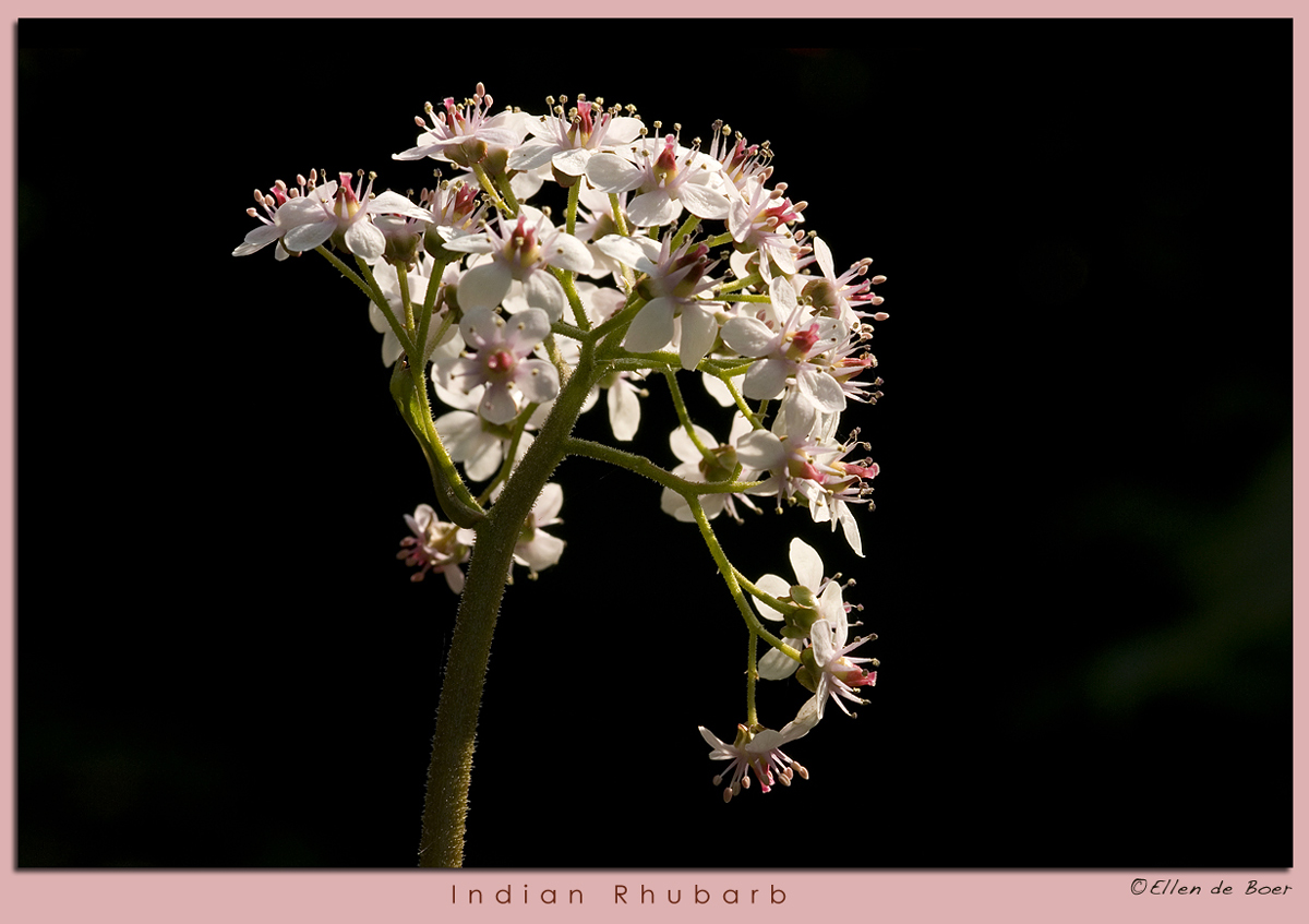 Indian Rhubarb