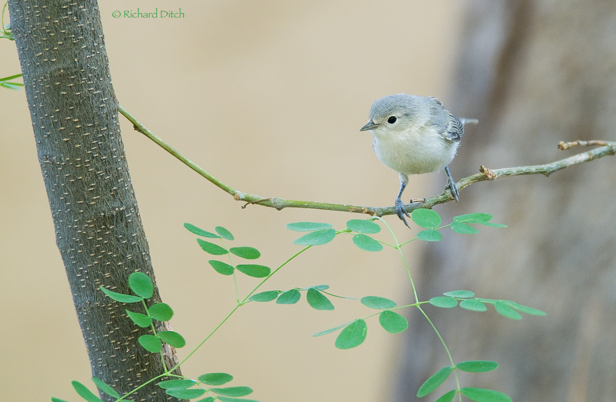 Lucy's Warbler