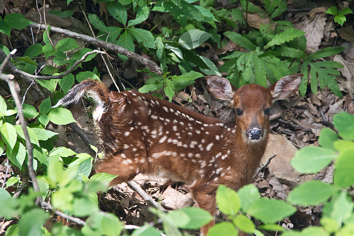 Fawn posing