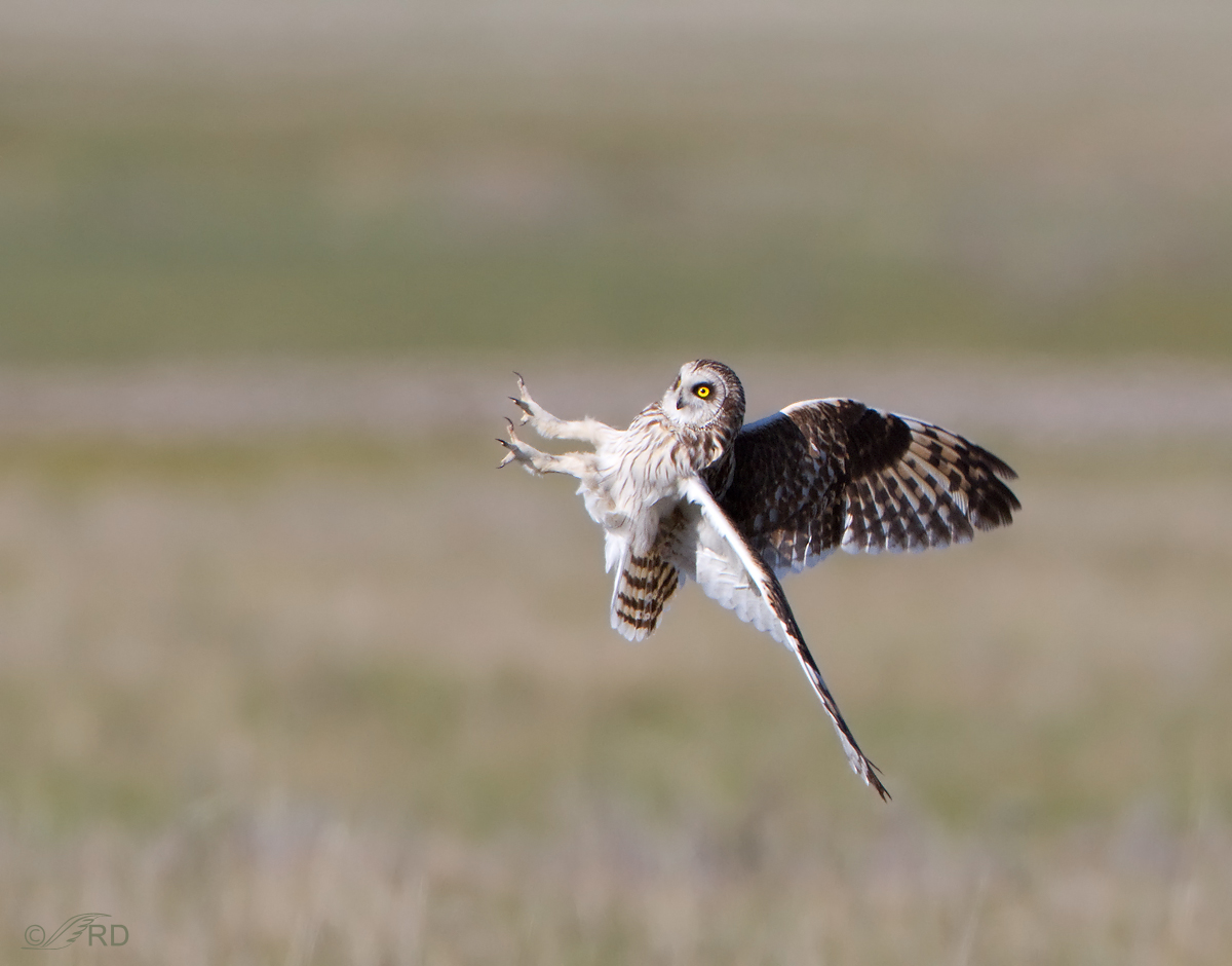 Short-eared Owl