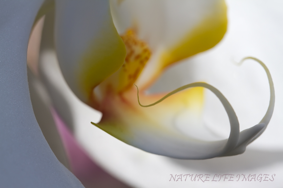 Orchid Abstract
