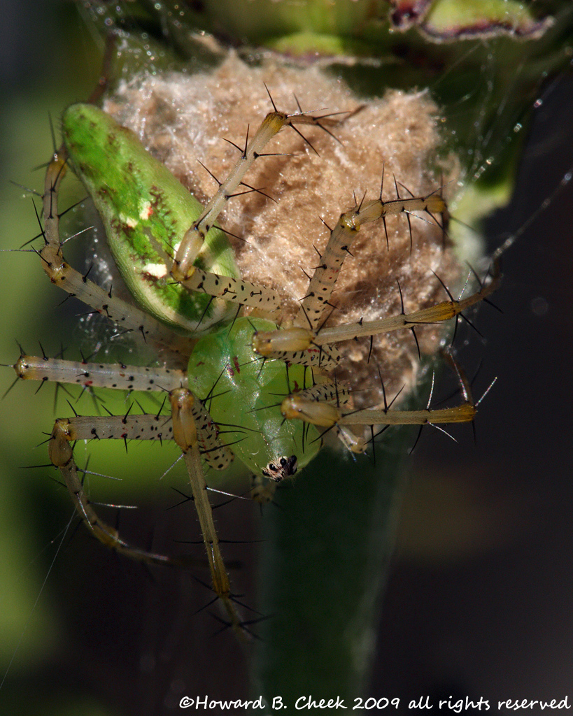 Mother's Protection