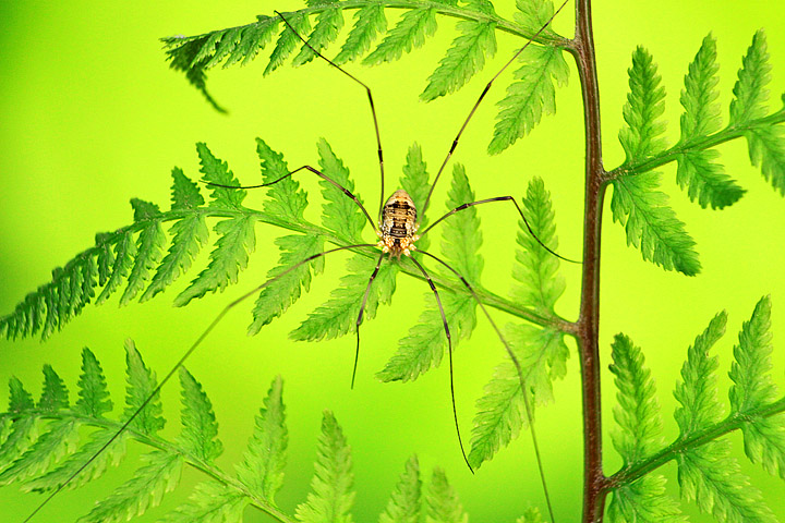 Harvestman on fern