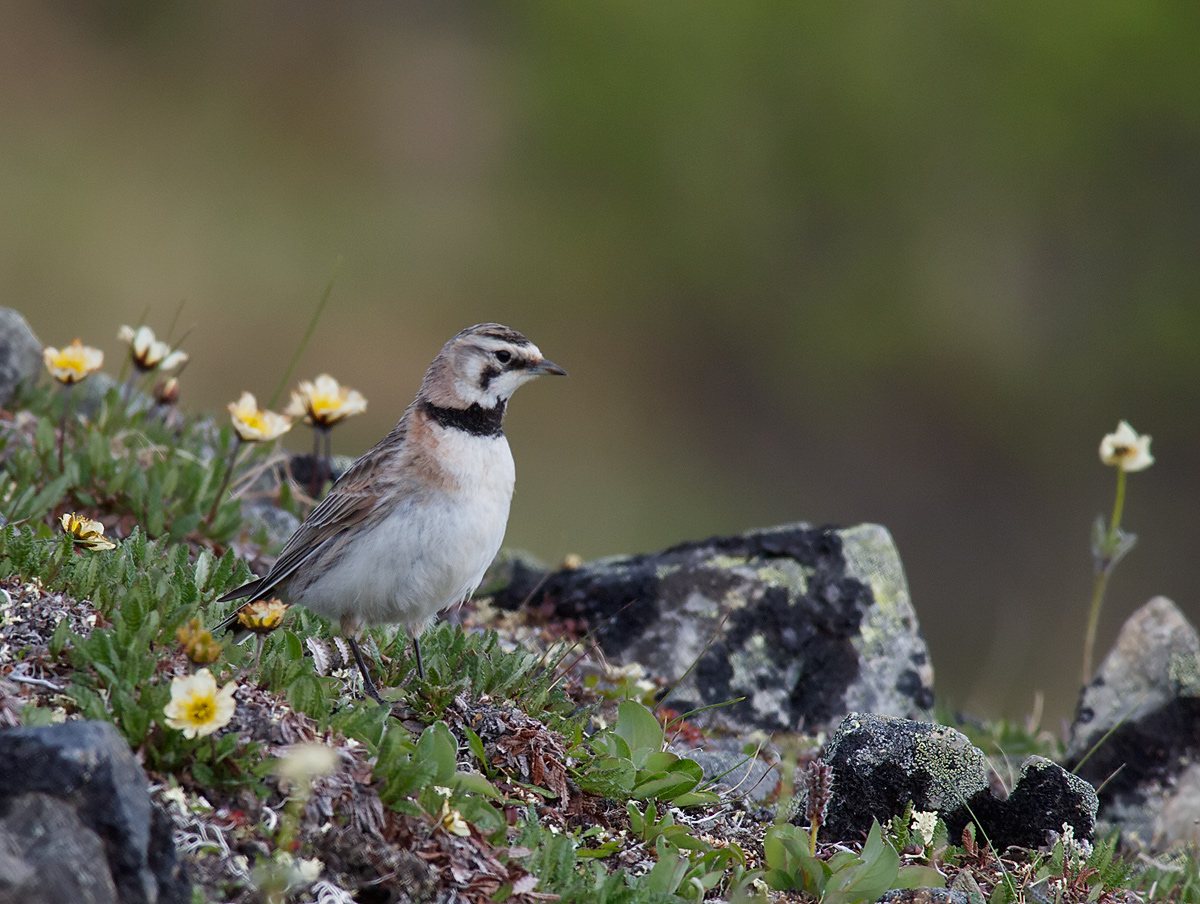 Horned Lark