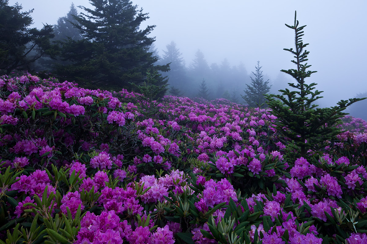 Roan Mtn. In The Fog