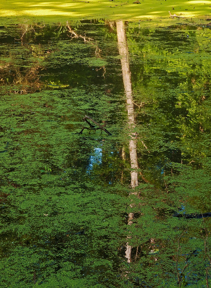 Duckweed