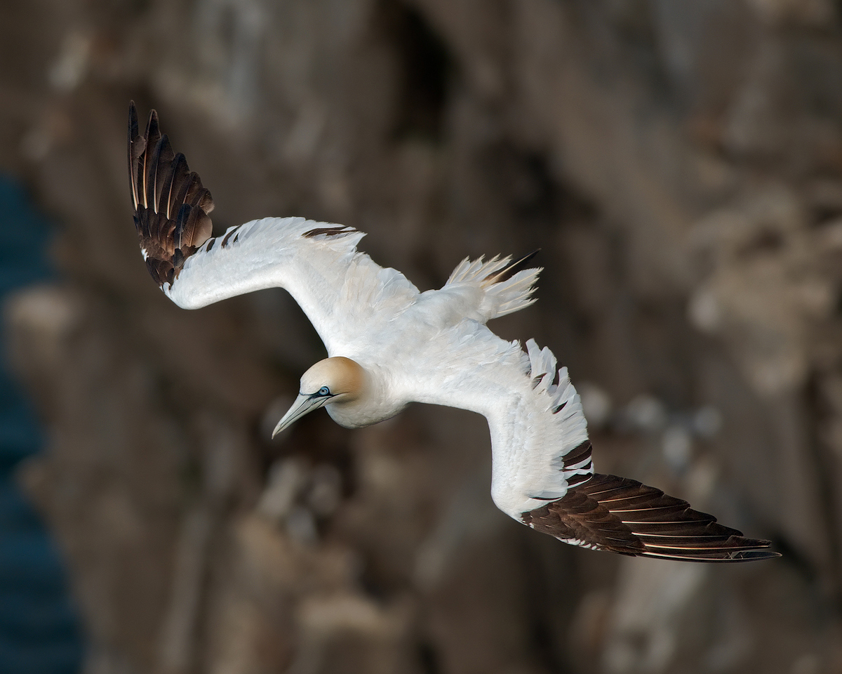 Northern Gannet