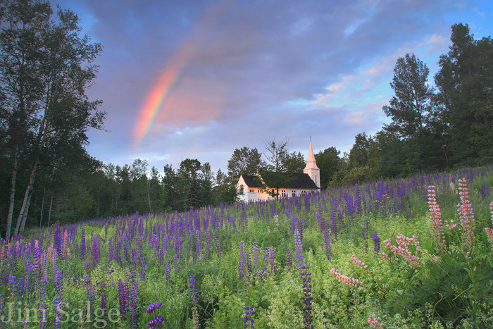 Lupine Magic