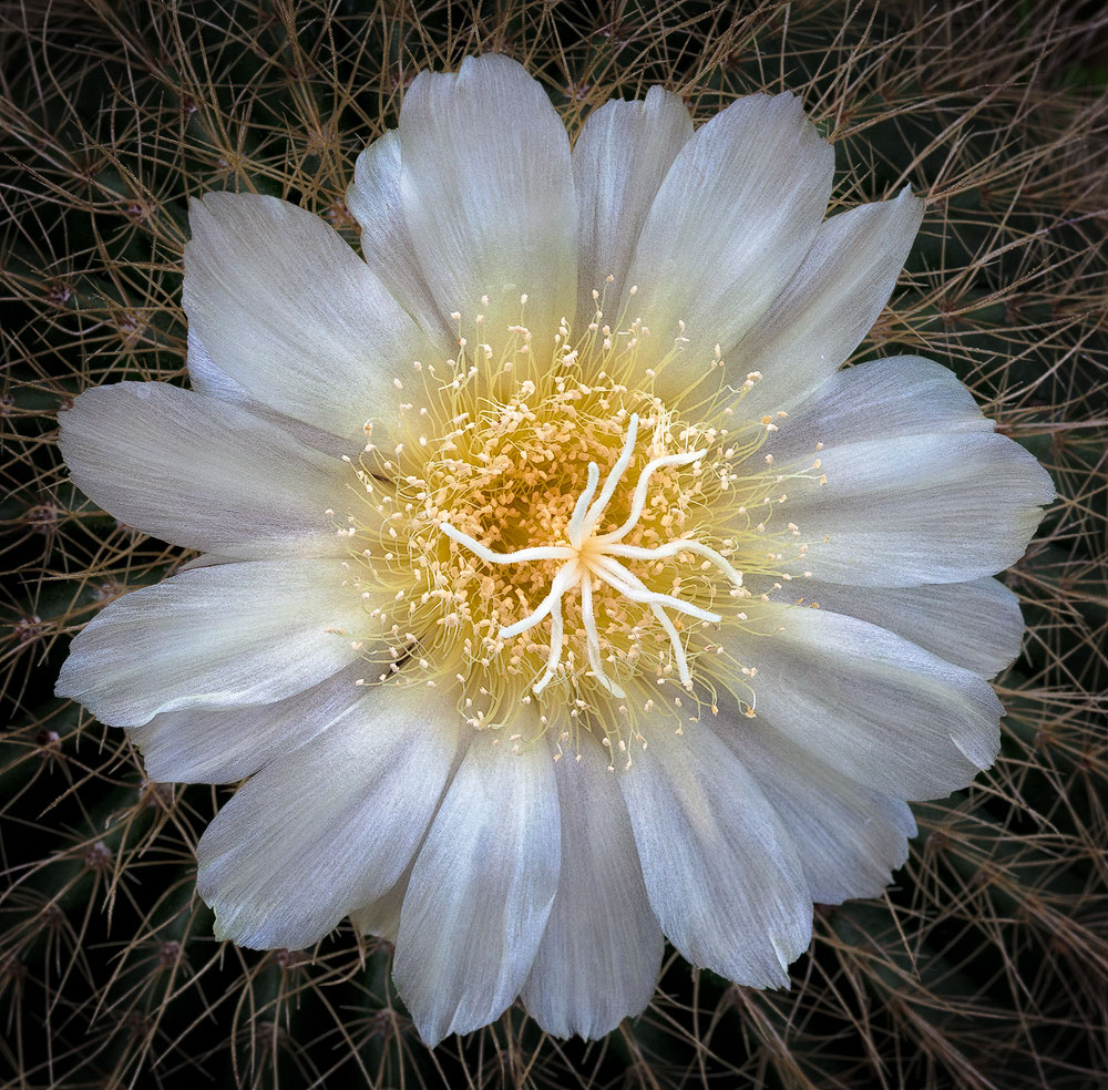Bloomin' Cactus in NS